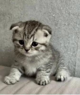 Шотландский котенок