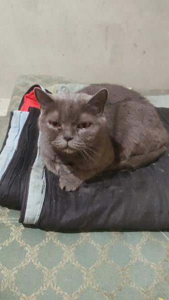Кошку
