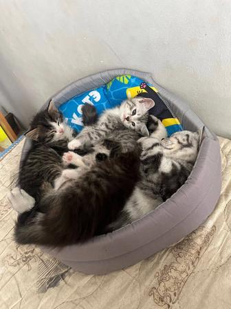 Прекрасные девочки ищут хороших и добрых хозяев котята