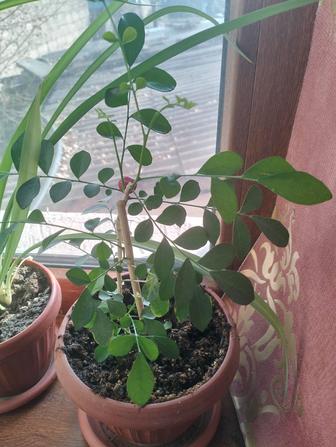 Домашние цветы