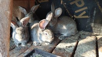 Продаются крольчата