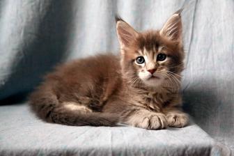 Котята мейн-куны