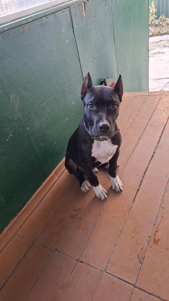 Щенок Американский Стаффорд мальчик