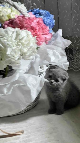 Котенок Шотландский Вислоухий