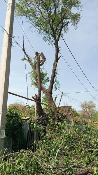 Спил деревьев