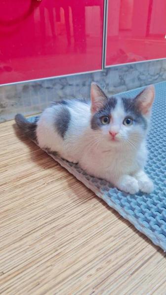 Отдам даром животные кошки