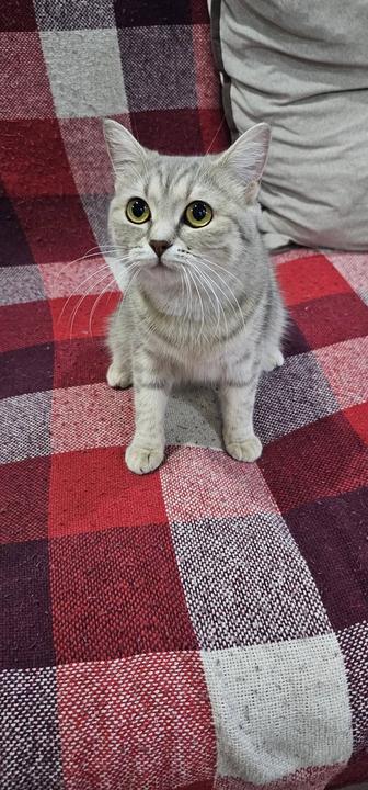 Отдам в добрые руки кошку