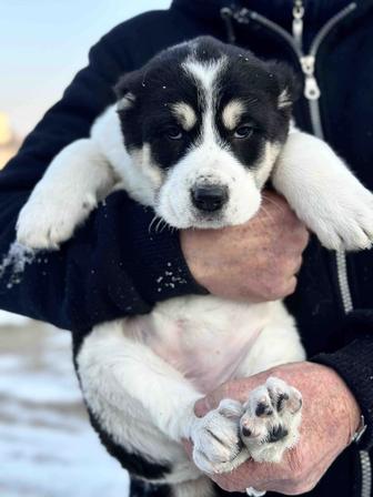 Щенки алабая в продаже