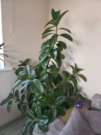 Продам шикарный фикус