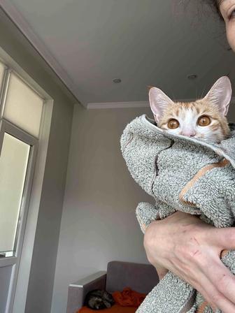Кошечка кошка котенок кот