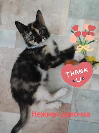 Котенок для девочки