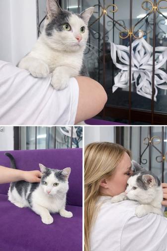 Котик очень ласковый