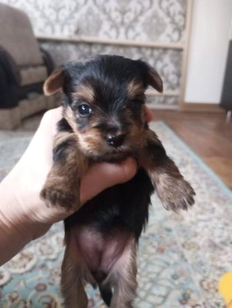 Бронь на щенков