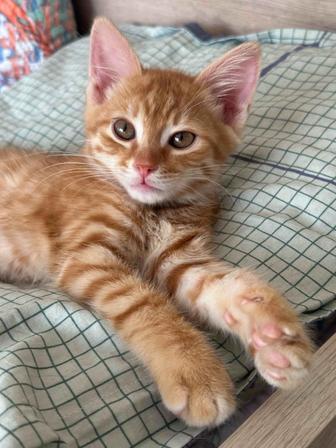 Ищем котенку хорошие руки