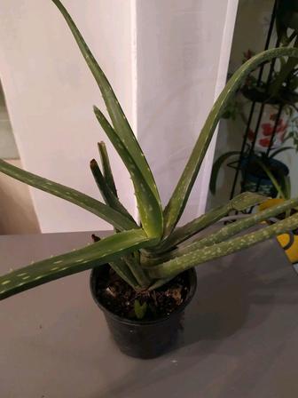 Продается Алоэ -вера лекарственный