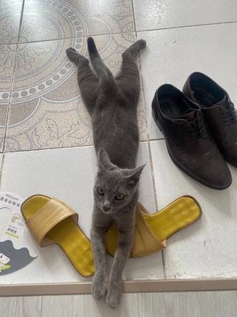 Пропала кошка