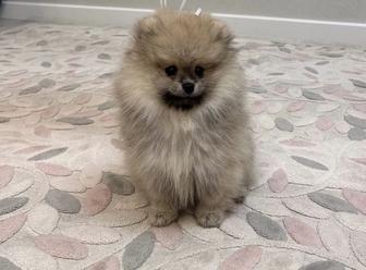 Щенок немецкого шпица ищет заботливого хозяина