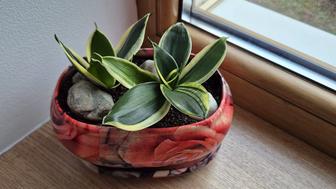 Сансевиерия Крео молодые растения.