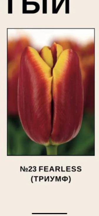 Тюльпаны оптом и в розницу