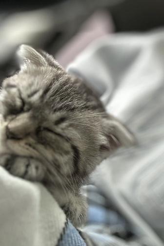 Котенок шотландский