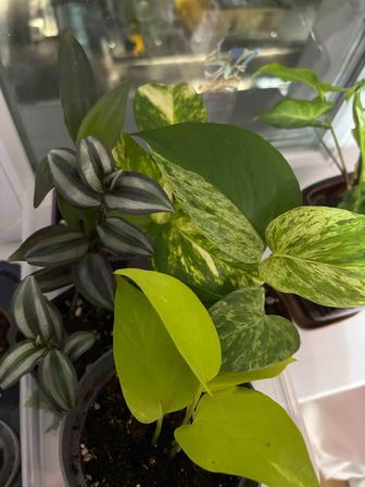 Комнатные цветы