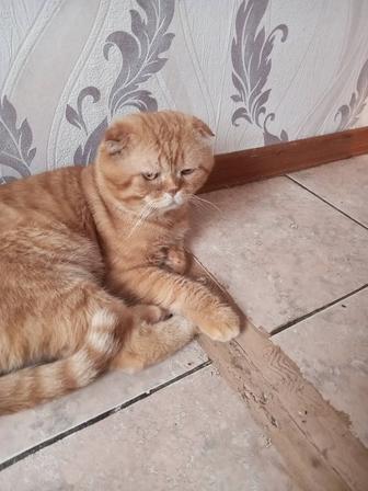 Прочие услуги для животных