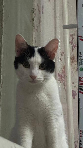 Кошки