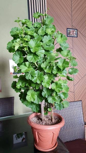 Комнатные растения.