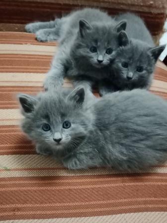 Котята русская голубая и Нибелунг ждут своих хозяев