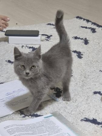 Котенок-мальчик в добрые руки
