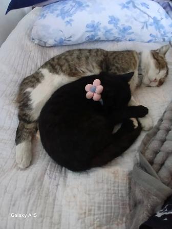 Бесплатно кот Феликс и Черный