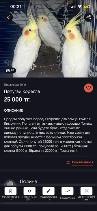 Продам попугаев Корелла