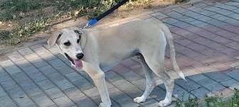 Щенок бесплатно