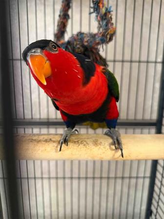 Продам говорящего попугая Лори