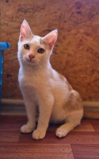 Отдам котика