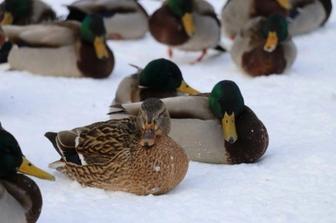 Утки живые для охоты