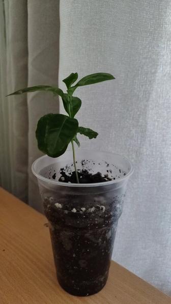 Продам кофейное дерево