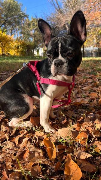 Пропала собака