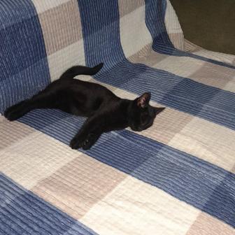 Отдам котят в хорошие руки