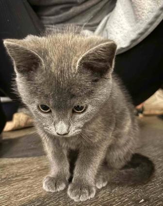 подарю котенка