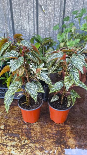 Бегония Кейн, тростниковая сорт (Аргентео гутата ),Айя,Черная мамба