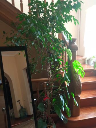 Комнатные растения цветы.