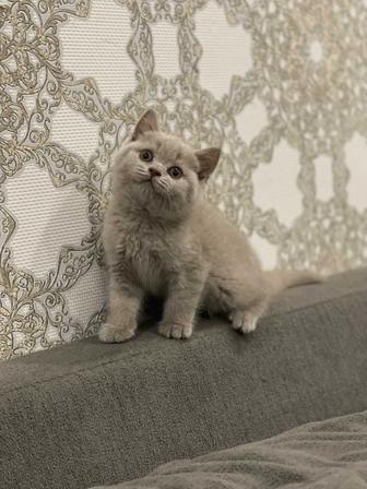 Британские котята из Питомника