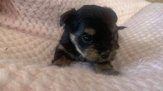 Продам щенят йоркширского терьера