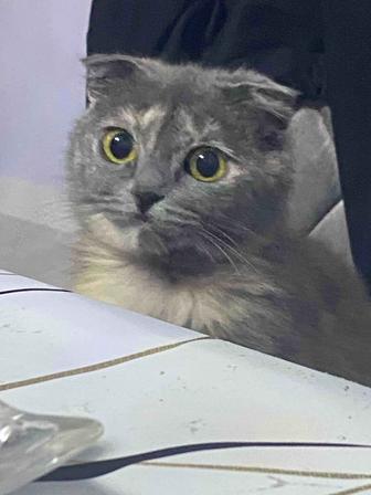 Кошка шотландка