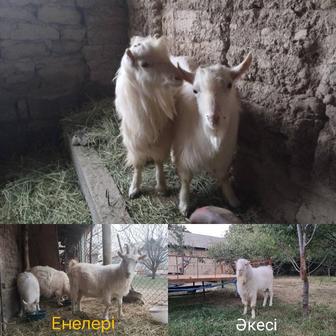 Теке (козел)