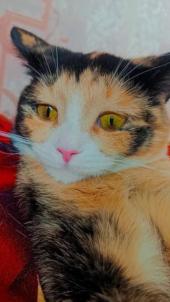 Котенок в ответственные руки
