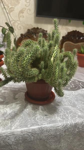 Комнатные растения