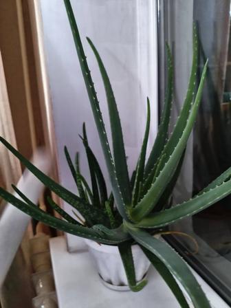 Алоэ вера 3 года