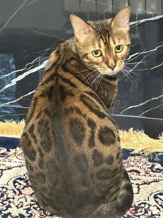Продам в хорошие руки бенгальскую кошку